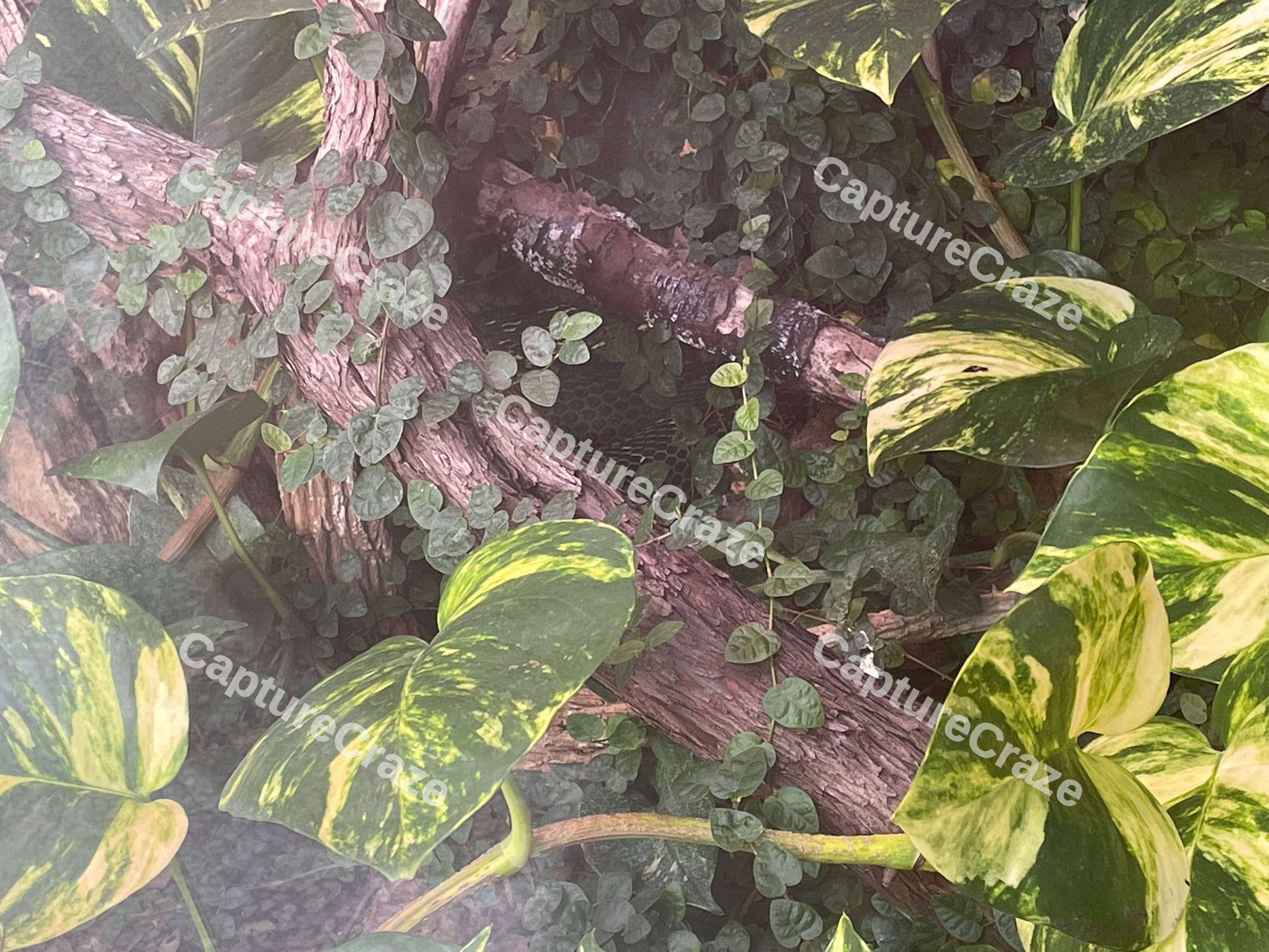 Green Shrubbery